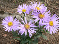 /album/fotogalerie-nabidka/aster-amellus-silbersee-jpg/